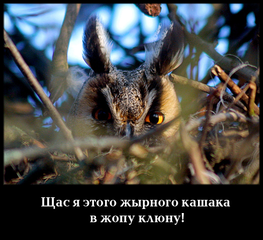 Погладь коалу (2 фото)