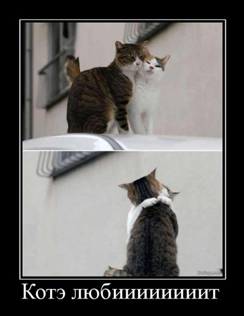 Котовторник 15.02.2011