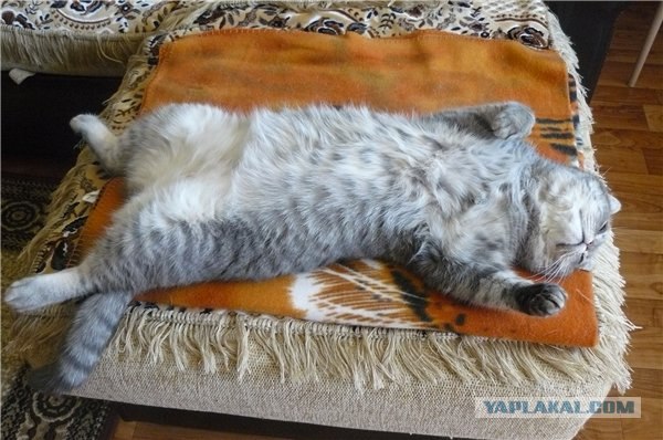 Котовторник с Максом