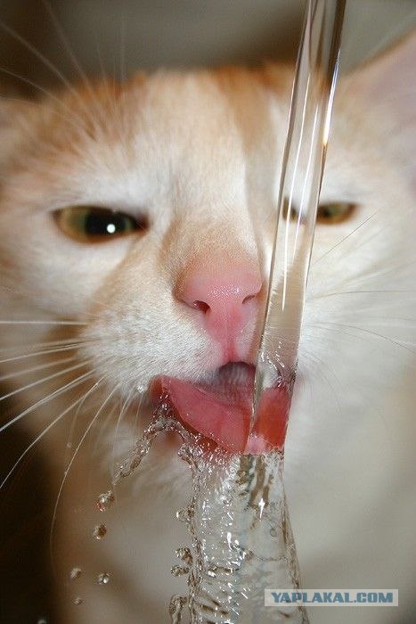 Сонный Котовторник