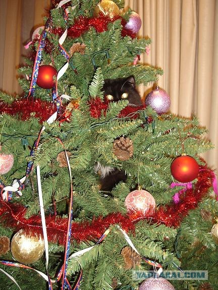 Котовторник (10.01.2012)