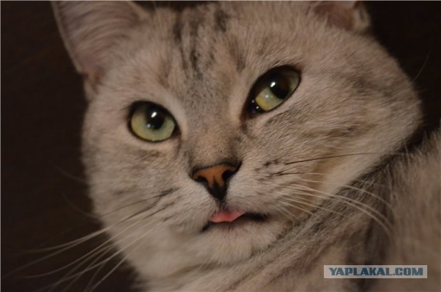 Котовторник (24. 01. 2012 )