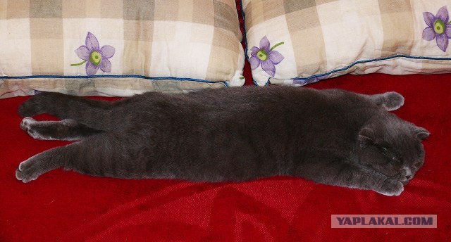 Котовторник 22.05.2012