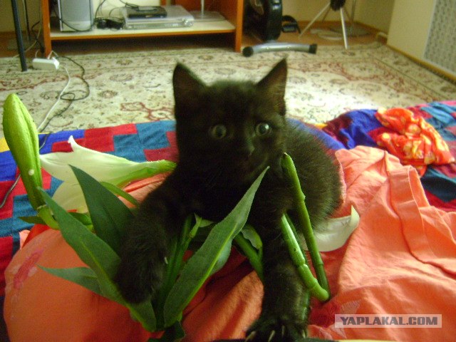 Котовторник   5.06.2012