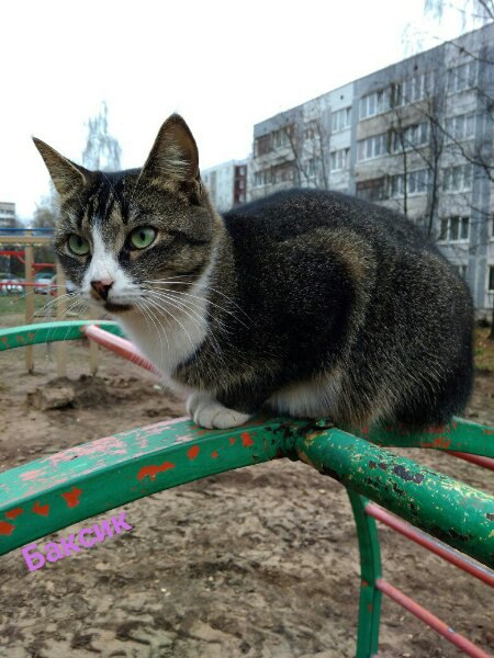 Забавные фото котеек