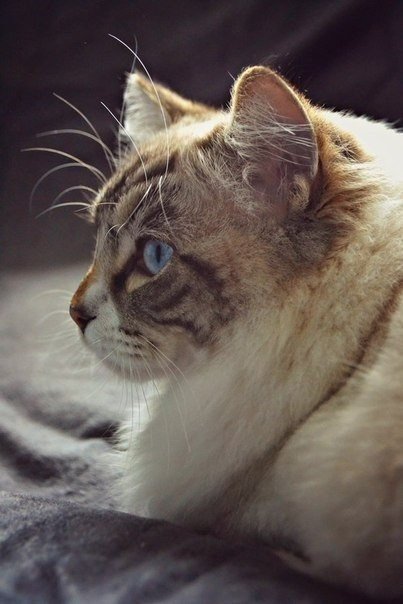 Забавные фото котеек
