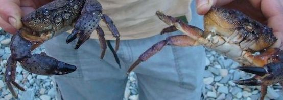 Биск из речных раков