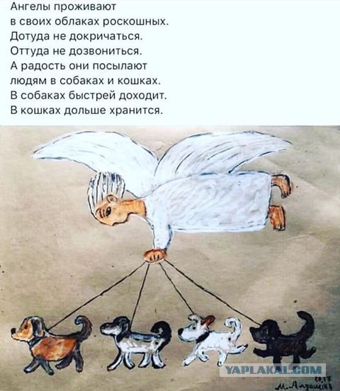 «Усыпите, лечить дорого»: ветврач из Челябинска пристраивает питомцев, которых хозяева привели на усыпление