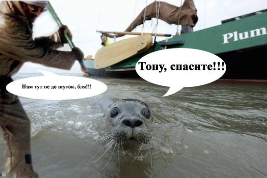 Фотожаба: Испуганый морской котик