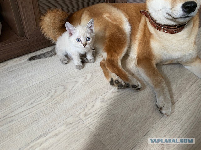 Ну, с котовторником!