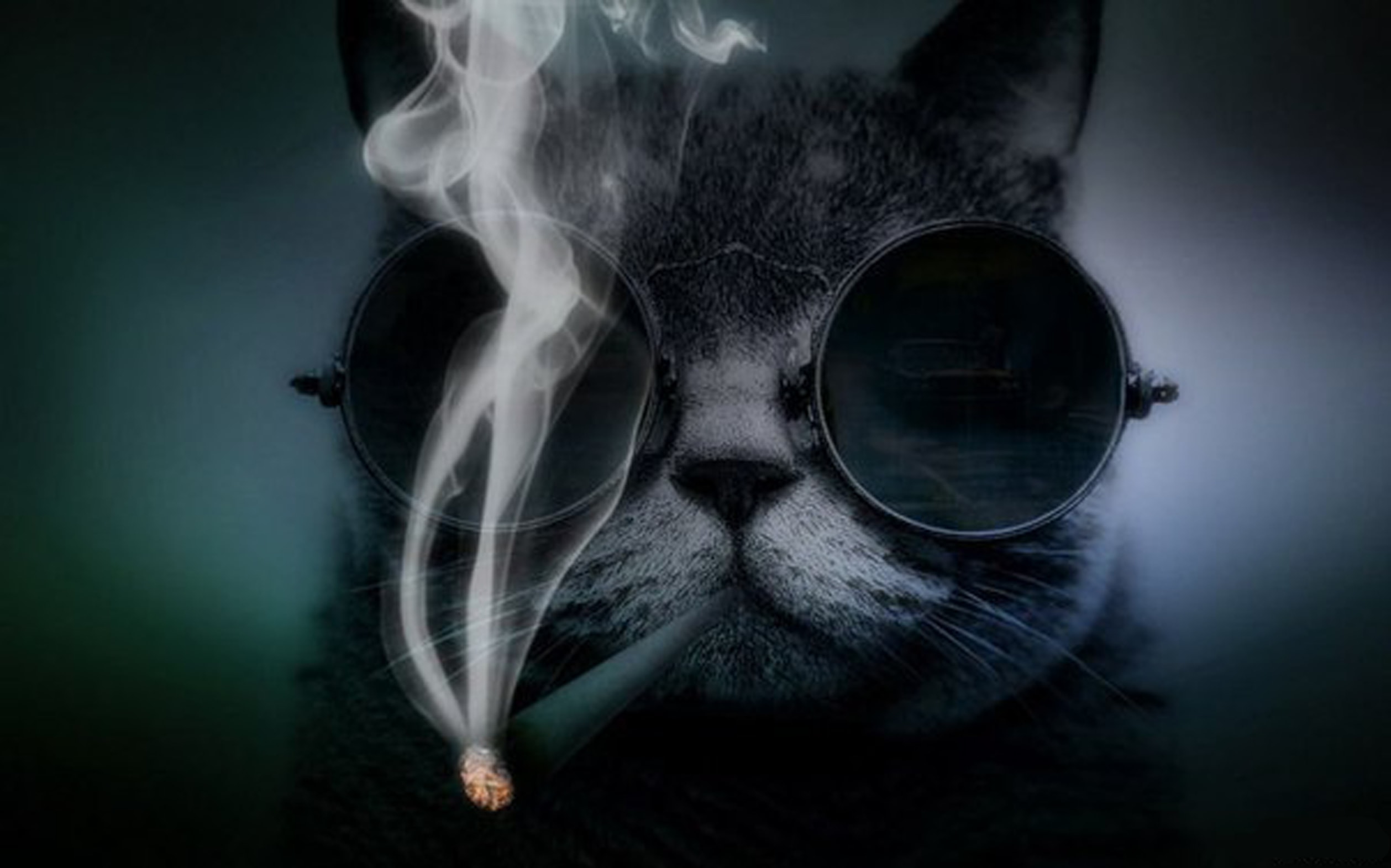 Кот с сигарой