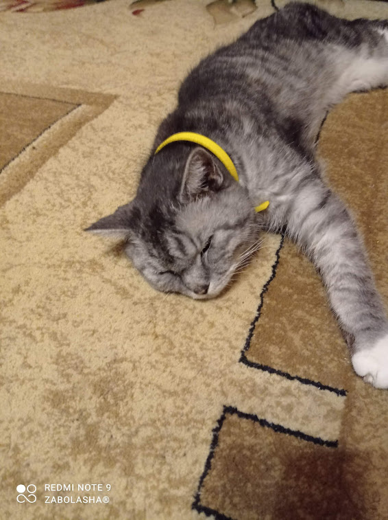 Вторник-кото