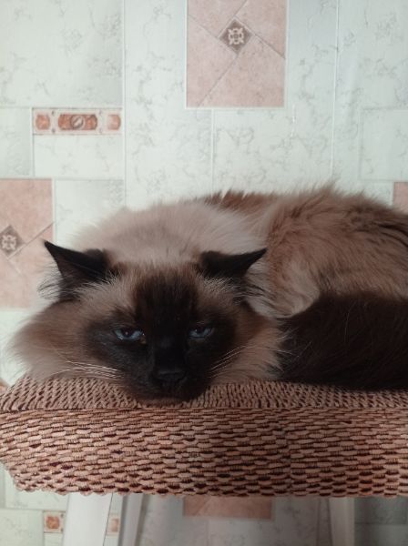 Если в доме нет кота