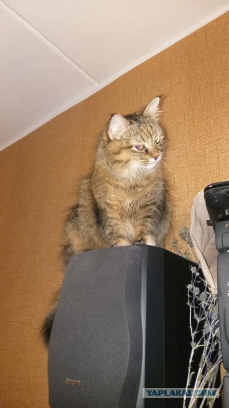Котовторник - по расписанию!