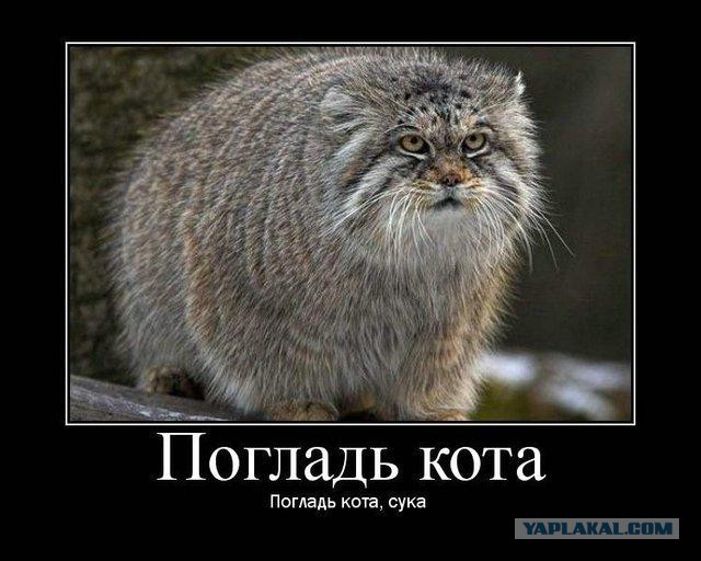 Котю дразнят