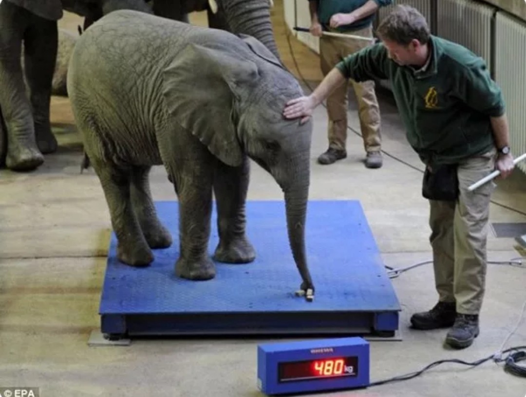 миссисипский аллигатор крокодилы и ко. слон на весах. самый большой бык в мире гаур.