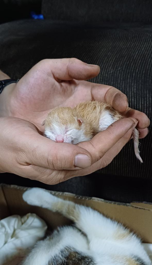 А у нас недавно кошка родила четверых котят