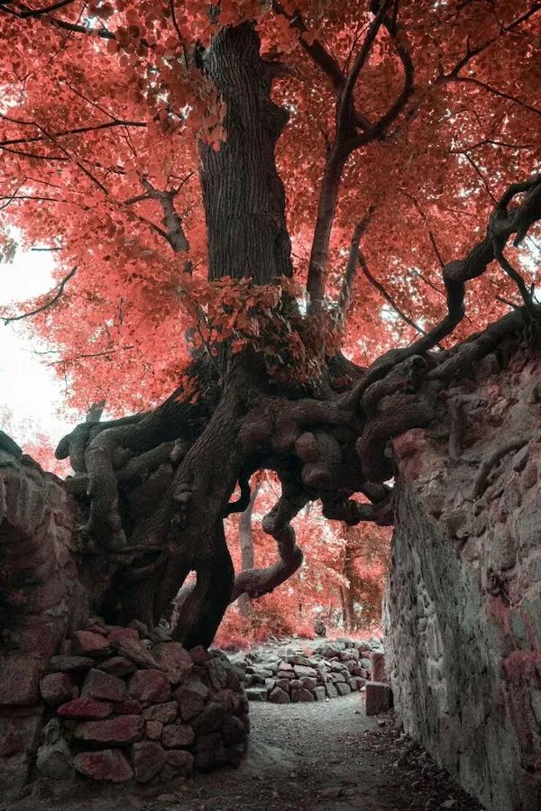 ФотоВинегрет