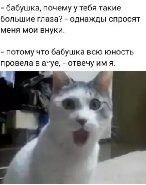 К котовторнику: подборка картинок-баянов с котиками и про котиков. Выпуск 37.