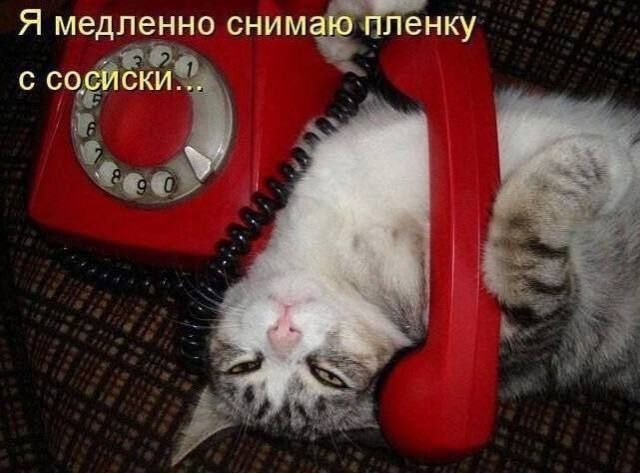 К котовторнику: подборка картинок-баянов с котиками и про котиков. Выпуск 39.