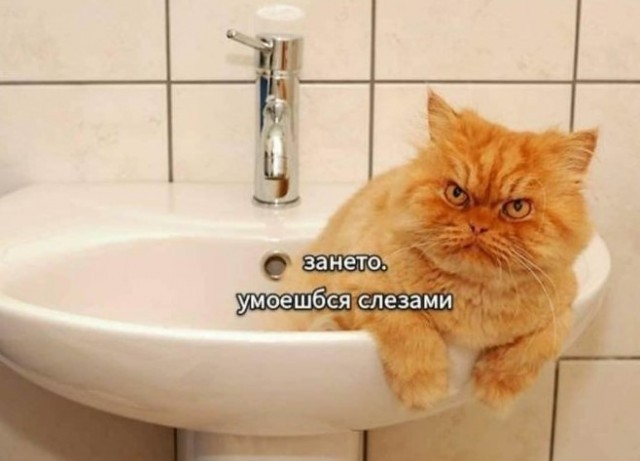 К котовторнику: подборка картинок-баянов с котиками и про котиков. Выпуск 40.