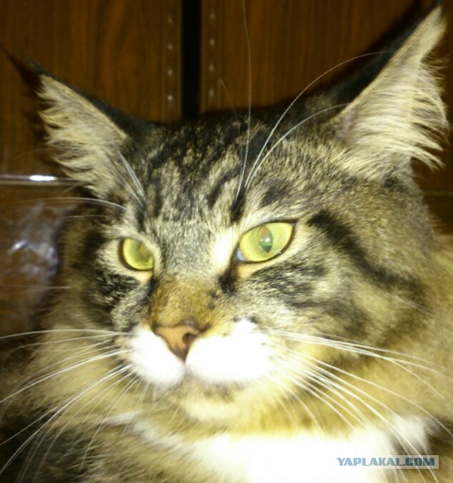 Котовторник  30.07.2013