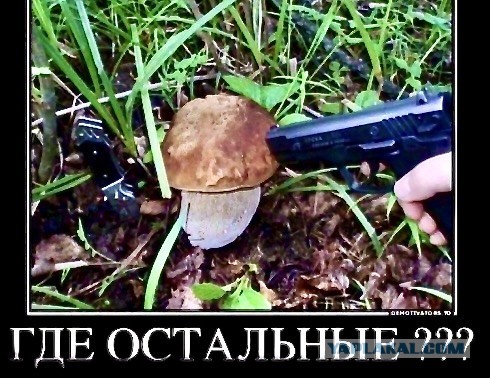 Грибы пошли