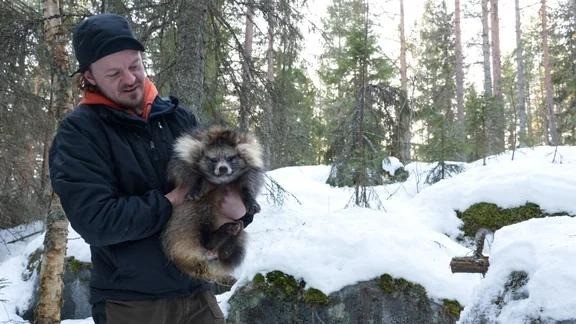 СССР выпустил в леса енотовидную собаку ради меха. Теперь Европа тратит миллионы, чтобы её остановить