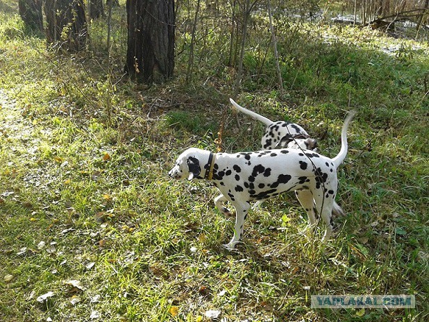 Все хвастуются и я ТОЖЕ.