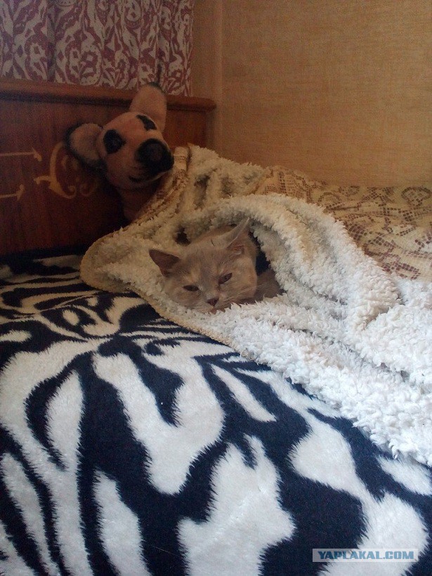 Котовторник 24.06.2014