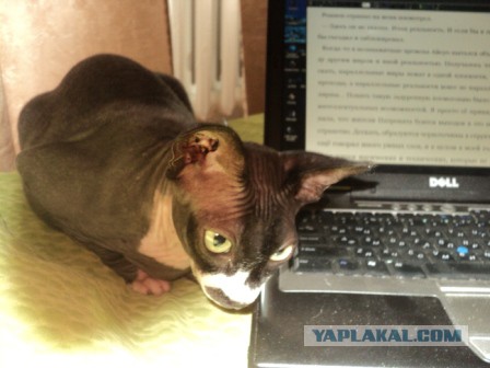 Котовторник 22.07.14