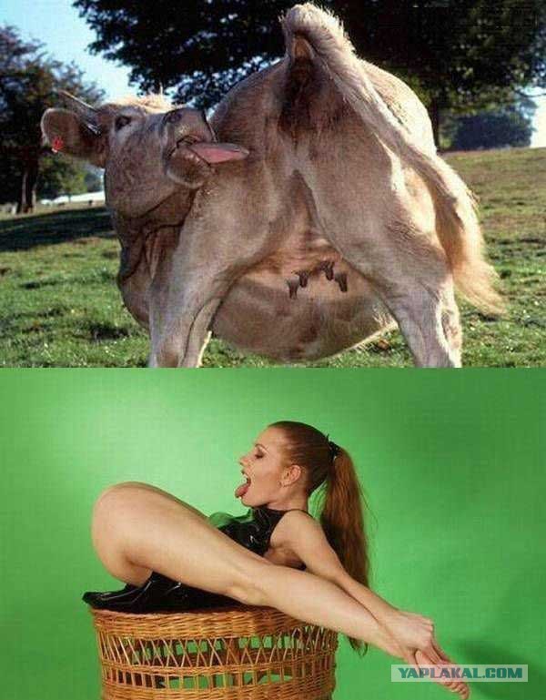 Улыбнуло часть "2"