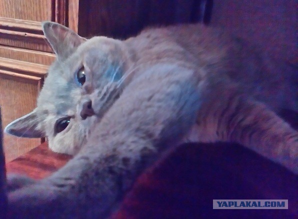 Котовторник 11.11.2014