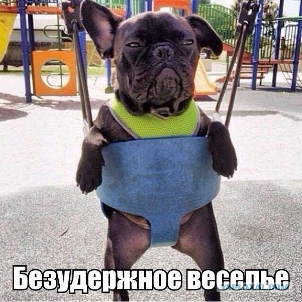 Весёлое из сети