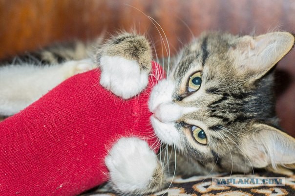 Моим котам