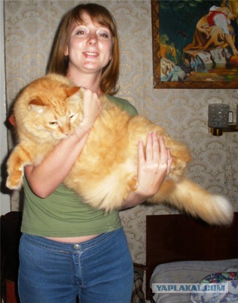 20 килограмм милоты)))