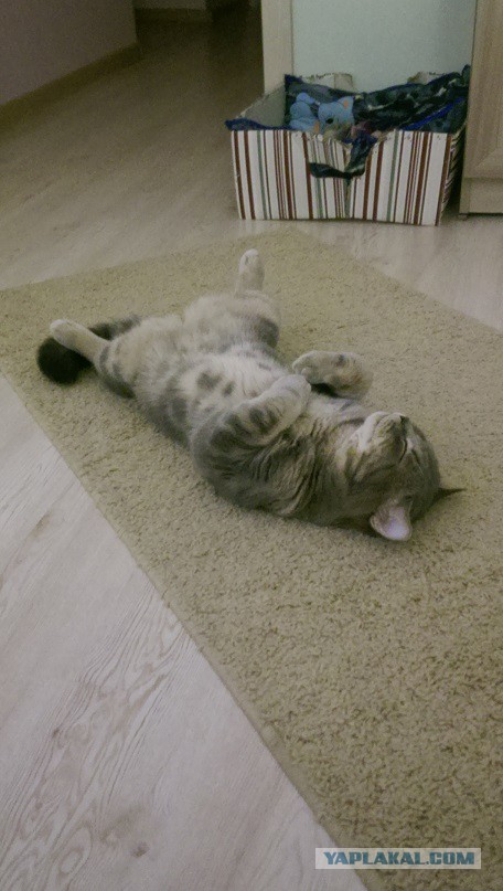 Котовторник 31.03.2015
