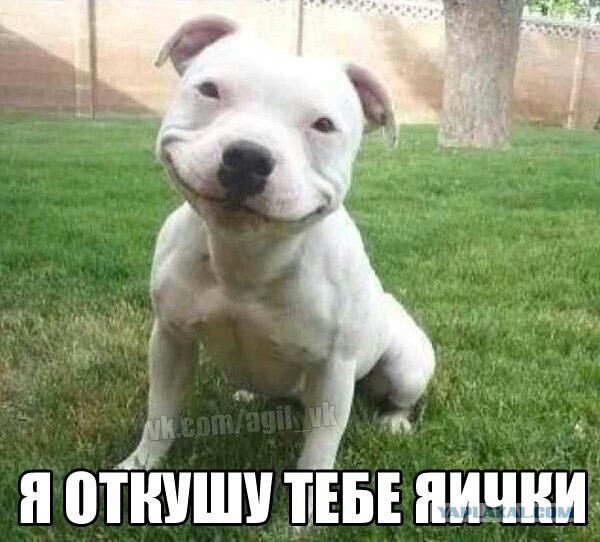 Хозяев бойцовых собак