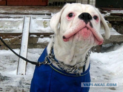 Собакочетверг же, ау!