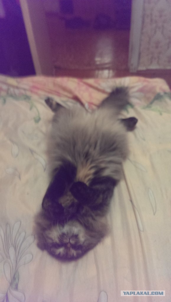 Котовторник 22.12.2015