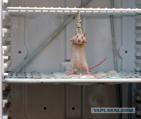 Требуем Референдум