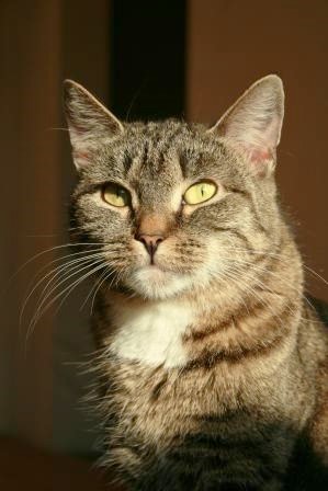 Котовторник