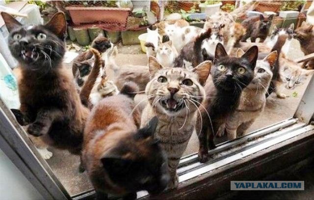 Требования к принцу на белом коне