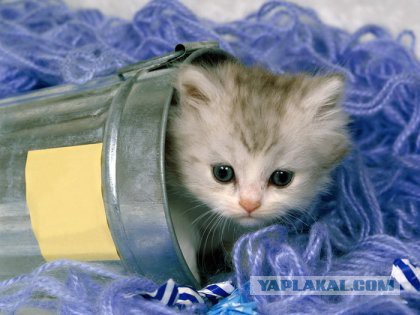 Скотинки - Животинки