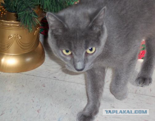 Котовторник 15.03