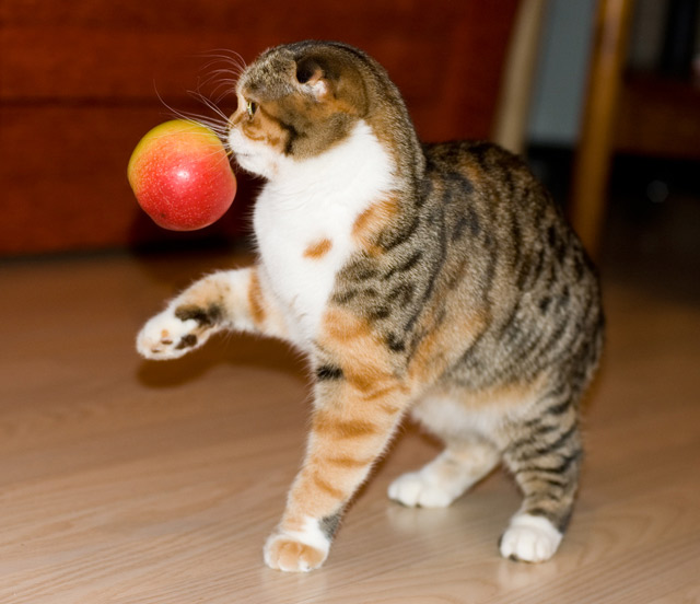 Котовторник!