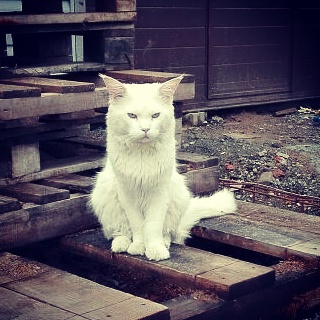 Котовторник 31.05.2016