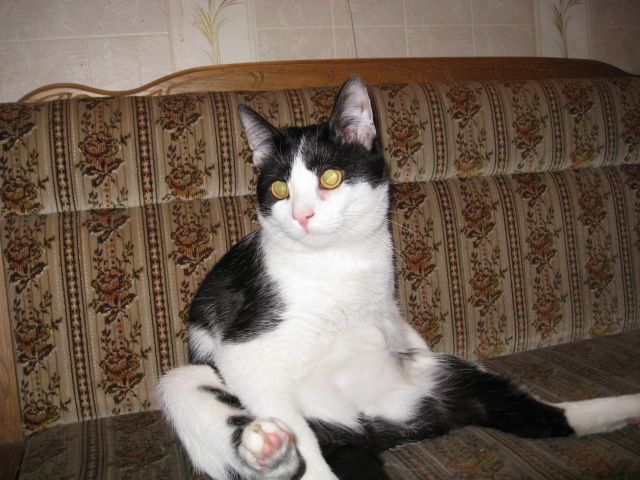 Зимний котомёт