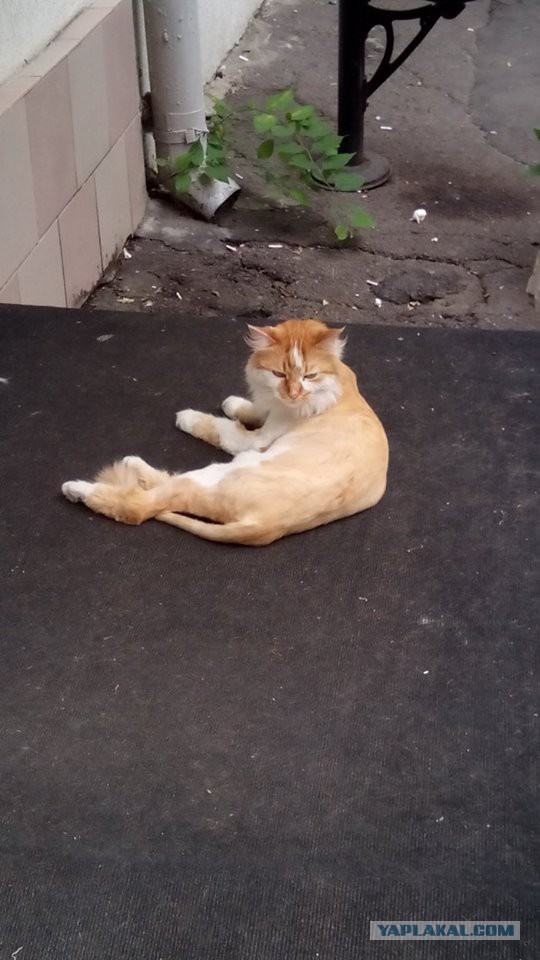 Котовторник 09.08.2016