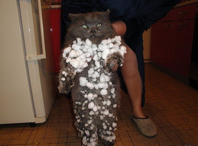 Коты из сети